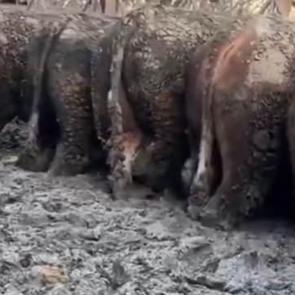 Konya'da sosyal medyada g&uuml;ndem olan g&ouml;r&uuml;nt&uuml;! İnceleme başlatıldı