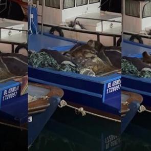 Bursa'da teknesinde buldu: Kendisi bile inanamadı! &Ouml;ld&uuml;rmenin cezası 100 bin TL 