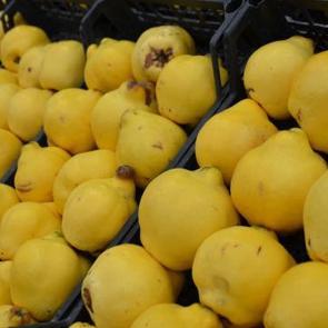 Bilecik'te ayvaya vuran ayaz, cebi yaktı