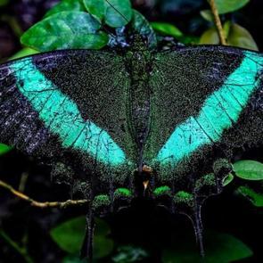 3 bin kilometre u&ccedil;an kral kelebeği de burada: Konya Tropikal Kelebek Bah&ccedil;esi