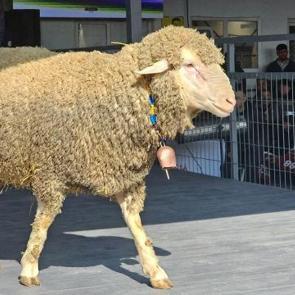 Damızlık ko&ccedil;un fiyatını duyan kulaklarına inanamadı! Sıfır araba daha ucuz 