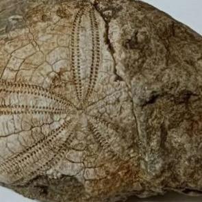 Denizli'de doğa y&uuml;r&uuml;y&uuml;ş&uuml; sırasında buldu! Ka&ccedil; yıllık olduğu bir sır 