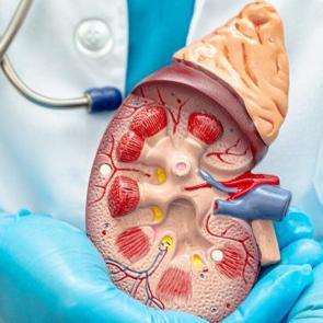 Her 400 kişide bir g&ouml;r&uuml;l&uuml;yor, belirti vermeden ilerliyor! Uzmanlardan b&ouml;brek uyarısı