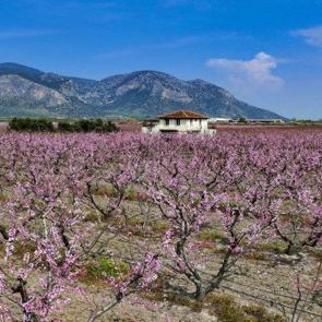 İlkbahar tarlaları pembeye boyadı: İzmir&rsquo;de şeftali ağa&ccedil;ları &ccedil;i&ccedil;ek a&ccedil;tı