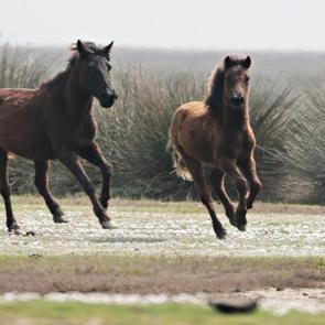 Kuşlar, yılkı atları, develer aynı yerde! Kızılırmak Deltası Kuş Cenneti baharda şenlendi