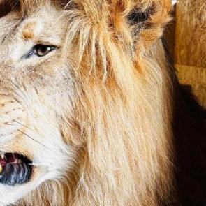 Trabzon Limanı'nda ele ge&ccedil;irildi: Tam 19 tane 