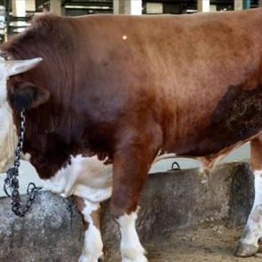 B&uuml;y&uuml;kbaş ve k&uuml;&ccedil;&uuml;kbaş piyasası belli oldu: İşte 2026 kurbanlık fiyatları