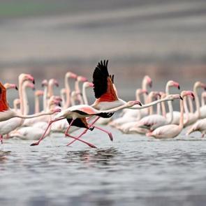 40 yıl sonra geri d&ouml;nd&uuml;ler: Kayseri Tuzla Palas G&ouml;l&uuml; flamingolarla yeniden şenlendi