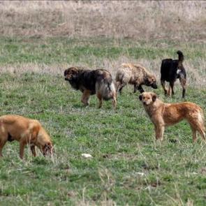 İstanbul Valiliği&rsquo;nden belediyelere 'k&ouml;pek' talimatı: Mayıs ayı sonuna kadar s&uuml;re verildi