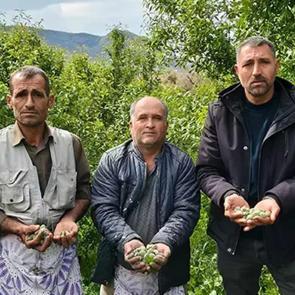 Kalbi koruyor, safra taşını &ouml;nl&uuml;yor, antioksidan deposu: Hasadı erken başladı kilosu 150 TL!