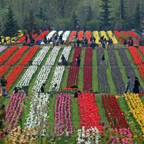 Asya&rsquo;nın en b&uuml;y&uuml;k lale bah&ccedil;esi! Srinagar&rsquo;dan rengarenk manzaralar