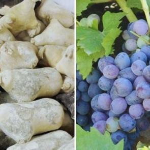 Erzincan&rsquo;ın &lsquo;tulum peyniri&rsquo; ve &lsquo;cimin &uuml;z&uuml;m&uuml;&rsquo; Ark of Taste listesine alındı