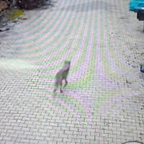 Feke'de yerleşim alanına inen kurt g&ouml;r&uuml;nt&uuml;lendi