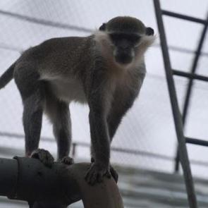 Firari maymun ikinci kez yakalandı! 