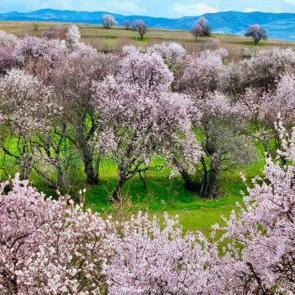Beyaz ve pembenin eşsiz uyumu: Tunceli&rsquo;de badem ağa&ccedil;ları &ccedil;i&ccedil;ek a&ccedil;tı