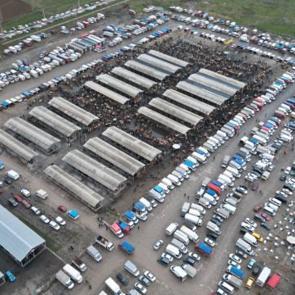 'Koyun fiyatları 18 ile 22 bin lira arasında değişiyor'