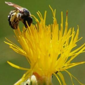 Kuşadası'nın simgesi t&uuml;l&uuml;şah i&ccedil;in tehlike &ccedil;anları &ccedil;alıyor