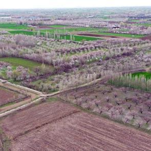 Tarlalar tabloya d&ouml;nd&uuml;: Iğdır&rsquo;da kayısı ağa&ccedil;ları seyirlik g&ouml;r&uuml;nt&uuml;ler oluşturdu
