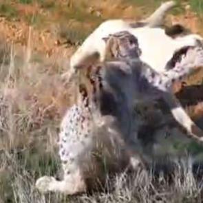 Malatya'da nefes kesen anlar: Vaşak ile k&ouml;peğin kavgasını vatandaşlar ayırdı