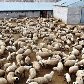İnternet &uuml;zerinden koyun hırsızlığı: 110 hayvanını kaybetti! Besicileri b&ouml;yle uyardı