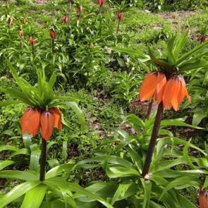 &lsquo;Ağlayan Gelin&rsquo; olarak da biliniyor: Batman&rsquo;da ters laleler mest etti