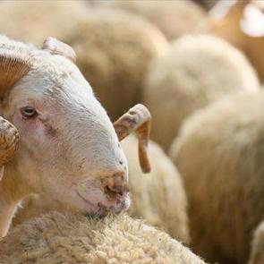 Anadolu&rsquo;dan İstanbul&rsquo;a fiyat katlanıyor! Ahırda 12 bin, pazarda 25 bin TL