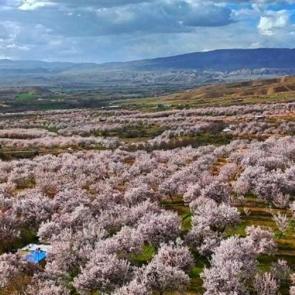Darende&rsquo;de g&ouml;rsel ş&ouml;len: Kayısı ağa&ccedil;ları beyaz &ouml;rt&uuml;yle kaplandı