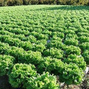 Samsun'da topraksız tarım y&ouml;ntemiyle yetiştirilen maydanozun hasadı yapıldı