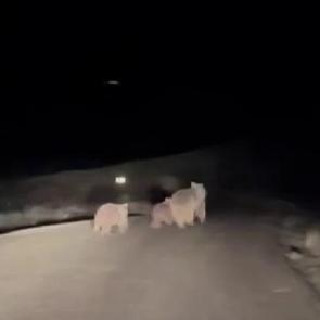 Sivas'ta kış uykusundan uyanan anne ayı ve yavruları yola indi