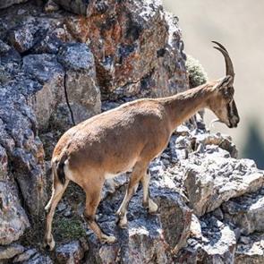 Yılda bir yavru doğuruyor: Bu hatayı yapan Araba parasına ke&ccedil;i sahibi oluyor