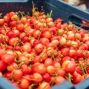 Manisa'da ilk kiraz hasadı yapıldı! Kilogram fiyatı gram altınla eş değer 