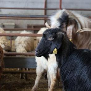 Elazığ'da kurban satışları başladı: Fiyatı duyan az mı &ccedil;ok mu karar veremiyor
