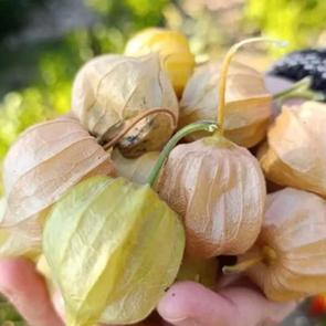 İsmi gibi altın meyvenin faydaları saymakla bitmiyor: Sararmış yaprakların i&ccedil;inde cevher gizli