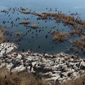 Sivas Hafik&rsquo;te yağışlarla oluşan sulak alanlar g&ouml;&ccedil;men kuşların yeni durağı oldu