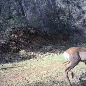 Fotokapan &ouml;yle bir g&ouml;r&uuml;nt&uuml; kaydetti ki! Renkli anlar tekrar tekrar oynatıldı 