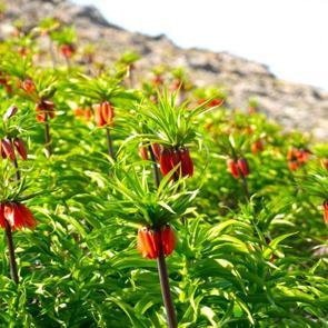 G&ouml;rmek i&ccedil;in 2 saat y&uuml;r&uuml;nen &ccedil;i&ccedil;ek: Muş&rsquo;ta ters laleler ilgi &ccedil;ekti