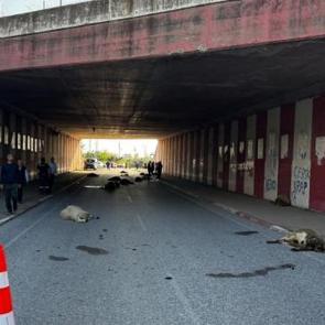 Hatay'da otomobilin &ccedil;arptığı s&uuml;r&uuml;deki 17 koyun &ouml;ld&uuml;