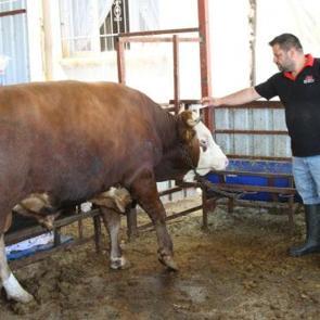 Hatay'da satışa &ccedil;ıkartılan 1 ton 130 kiloluk kurbanlık dananın fiyatı dudak u&ccedil;uklattı 