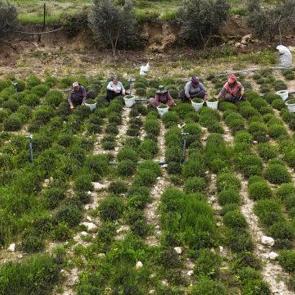 Kilogramı 400 TL'ye dayandı! &Ccedil;ift&ccedil;inin y&uuml;z&uuml;n&uuml; g&uuml;ld&uuml;re hasat