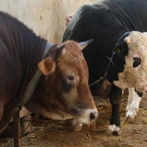 Kurbanlık alacaklar dikkat! 'Ucuz etin suyu kara olur' diyerek uyardı 