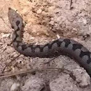 Bolu'da g&ouml;r&uuml;nt&uuml;lendi! T&uuml;rkiye'nin en zehirli t&uuml;rlerinden biri