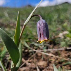 Anadolu&rsquo;nun mahcup &ccedil;i&ccedil;eği, &Ccedil;ankırı&rsquo;da y&uuml;z&uuml;n&uuml; g&ouml;sterdi
