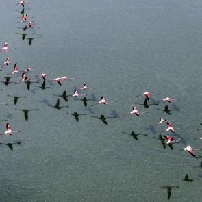 Baharın en renkli misafirleri: D&uuml;den G&ouml;l&uuml;&rsquo;nde flamingo ş&ouml;leni
