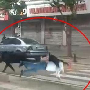 Batman'da şehir merkezine inen yaban domuzu &ouml;n&uuml;ne &ccedil;ıkan 3 kişiyi yaraladı