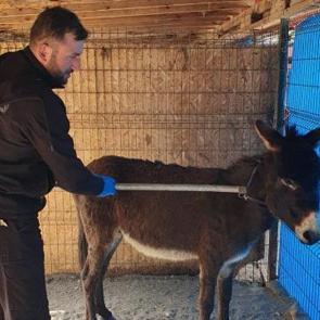 Sakarya'da cemaati &uuml;rk&uuml;ten eşek mahalleliye bela oldu