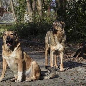 İstanbul Valisi G&uuml;l'den sahipsiz k&ouml;pek talimatı: Y&uuml;zde 46'sı toplandı! Belediyelere uyarı