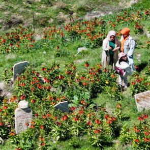 Mezarlığa akın ettiler! Van&rsquo;da g&ouml;renleri mest eden ters laleler ilgi topladı