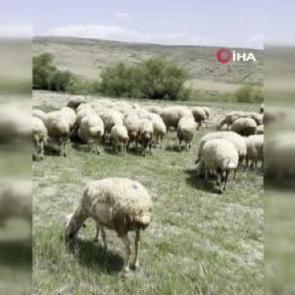 Ankara'da koyun s&uuml;r&uuml;s&uuml;ne yılan saldırdı! O anlar kamerada 