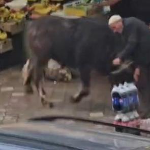 Sahibinin elinden ka&ccedil;an manda Iğdır'ı karıştırdı!