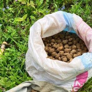 Topladığı 40 kilo salep yumrusunun sevinci kursağında kaldı 